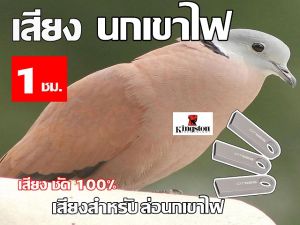เสียง นกเขาไฟ ต่อ นาน 1 ชั่วโมง USB แฟลชไดร์ฟ สำหรับ ใช้ล่อนกเขาไฟ หมานๆๆ