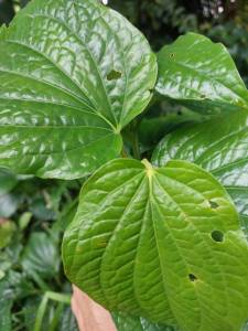 ต้นชะพลู ต้นชะพลูตัดใบมีรากพร้อมปลูก 20ต้น ใบชะพลูสด อินทรีย์ปลอดสารพิษ สมุนไพรพื้นบ้าน ผักสวนครัว ผักทำเมี่ยงคำ ผักปลอดสาร ต้นไม้สมุนไพรปลูกง่าย