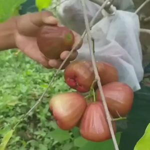 Bibit Jambu Air Dalhari Genjah Hasil Okulasi Cepat Berbuah