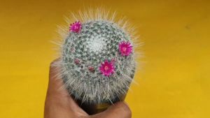 กระบองเพชร แคคตัส cactus Mammillaria hahniana Werderm. ไม้เพาะเมล็ด #ดอกสีชมพู #สีขาว