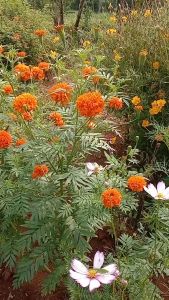 GG | 250 Benih Bunga Marigold Mix Color