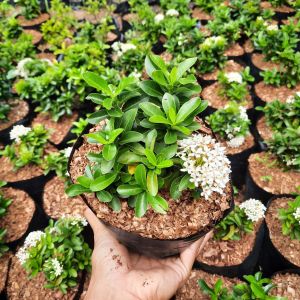 TANAMAN HIAS ASOKA JAMBON BUNGA PUTIH