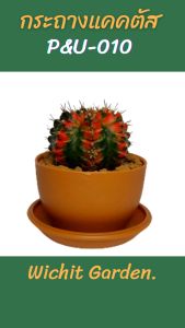 กระถางต้นไม้ กระถางแคคตัส กระถางกระบองเพชร 50 ใบ ขนาด 2.5 นิ้ว มีหลายสีให้เลือก