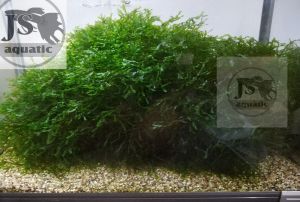 🔥1 Pack🔥Pelia Moss Easy To Grow