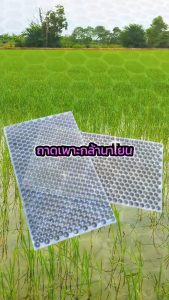 ถาดเพาะกล้านาโยน มี 434 หลุม แพ็ค 100 ชิ้น กล้านาโยน นาโยน เพาะกล้านาโยน ถาดนาโยน ถาดเพาะนาโยน ผสมสารป้องกัน UV