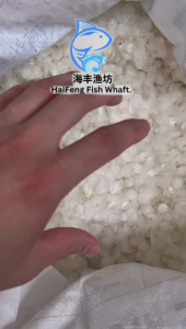 深海石甲鱼鳞片（中）/100%胶原蛋白/Dried Fish Scale/Sisik Ikan Siakap/Collagen/500G