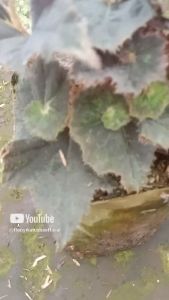 tanaman hias daun begonia keriting murah