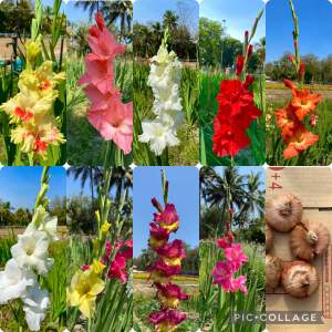 หัวดอกแกลดิโอลัส คละสี 20หัว หัวแท้100%