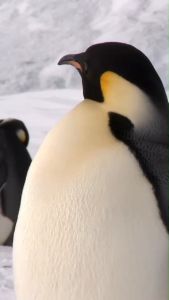 Penguin Soap Dispenser   ที่ใส่สบู่เหลขวดปั้ม ดีไซน์ เพนกวิน Qualy (ควอลี่)