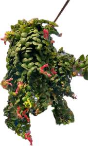 #ลิปสติกดอกสีชมพู #ใบเป็นรูปหัวใจ กอใหญ่ สวยงาม ขนาดกระถาง 7-8นิ้ว #ลิปสติก #Aeschynanthus radicans Jack  มีเฉพาะบางช่วง ก่ินสั่งถามได้ค่ะ ลงวันที่29-1-25  ลิปสติก ชื่อวิทยาศาสตร์: Aeschynanthus radicans Jack ชื่อสามัญ: Lipstick Vine ชื่ออื่น: – วงศ์: GES