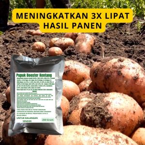 Pupuk Booster Kentang / Obat Booster Kentang / Pupuk Booster Kentang / Pupuk Kentang