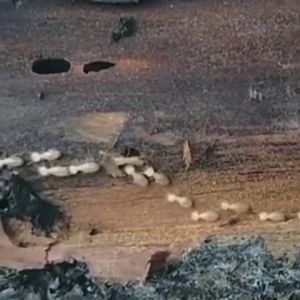 OBAT PEMBUNUH RAYAP TEMBOK DAN KAYU SANGAT AMPUH ORIGINAL GRATIS ONGKIR