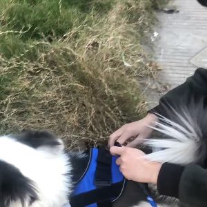 Đai yếm ngực cho Chó poli.ce K9 (không kèm dây dắt) mẫu mới - Hara Pet Store