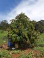 Siêu kích rể sầu riêng , Sang Nguyễn bonsai. 