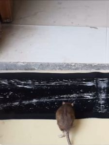 Giá thấp|Mua 10 tặng 1|Bẫy Keo Dính Chuột CHUỘT (keo dán Chuột) Đại Phát - Siêu Dính - lớp keo dày – Bẫy Chuột Siêu Dính