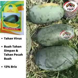 Benih Bibit Semangka Inul Madu Kuning Super NEW PATAYA F1 Cap Kujang