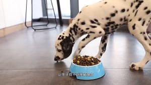 Docile Freeze Dried Complete Dog Food 豆柴冻干三拼无谷活菌养胃犬粮 豆柴冻干无谷鲜肉果蔬四拼狗粮 1.5KG 鸭肉梨去泪痕 1kg