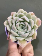 Echeveria Claudia Rose Succulent 克罗地亚玫瑰諁多肉植物Succulent