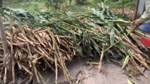 Máy băm cỏ rơm lô cuốn bán tự động motor 4hp - 3kw Toàn Phát