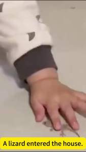 💥BUY 1 FREE 4💥long-lasting lizard repellent prevent and repel dual effects Lizard killer Safe and non-toxic Gecko killer 100% Lizard Removal Rate Lizard lizard trap anti lizard at home lizard killer cockroach killer