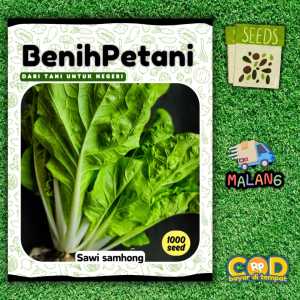 ±1000 Benih - Sawi Samhong king sawi keriting super jumbo