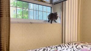 COD Mainan Kucing Laser Cat Toys Aksesoris Hewan / Lampu Laser Mainan Kucing Murah