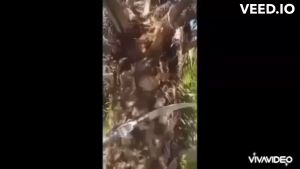 เครื่องแทงทะลายปาล์ม เครื่องตัดปาล์มน้ำมัน เสียม เคียว 3 แบบ เครื่องมือ 3 แบบ ความยาวรวม 3 แบบ ความยาวรวมคน 4.80 ม. คู่มือการซื้อ: สินค้า