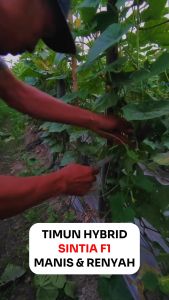 Benih Timun SINTIA F1: Kemasan Original Pabrik
