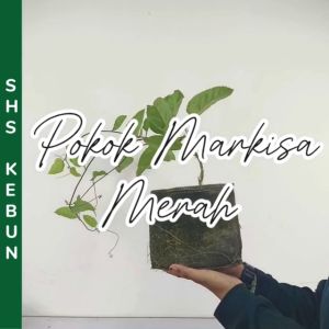 Anak Pokok Passion Fruit Plant Pokok Markisa Merah Pokok Buah Buahan Passiflora Edulis Pokok Hidup SHS Kebun