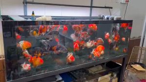 HANAH AQUARIUM_Cám dinh dưỡng cá vàng độ đạm 42% chất lượng như Hikari Bessn (hulxhikarimizuho)