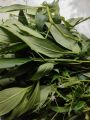 daun sambiloto segar yang banyak manfaat dan khasiatnya harga   25000  200  gram. 