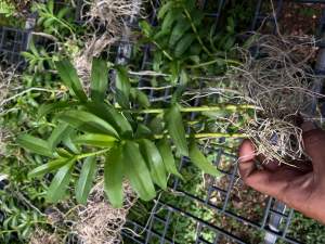 เอื้องสายโอโนมานูชมพูหรือ สายหลวงฟิลิปปินส์ ไม้นิ้วและต้นใหญ่ชื่อสามัญ Dendrobium superbum 1กระถางมี3ลำขึ้นไป