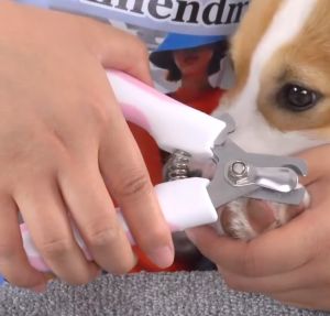 กรรไกรตัดเล็บสุนัข ที่ตัดเล็บสุนัข ที่ตัดเล็บหมา พร้อมตัวบัง Dog Cat Nail Clippers and Trimmer สามารถใช้ได้ทั้งสุนัขและ แมว ป้องกันไม่ไห้ตัดเล็บลึกเกิน สแตนลสสแท้ ไม่เป็นสนิม ทนทาน มีอายุการ ใช้งานง่าย - Lazada
