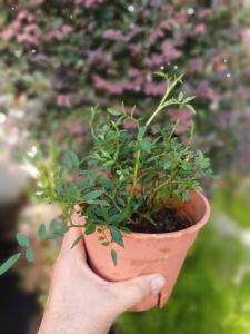 Japanese Miniature Rose Pink ミニチュア ローズ ピンク - オーガニック - Organic Liquid Fertilizer