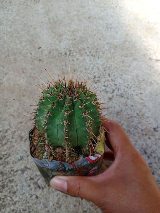 Lion's Head Cactus (flowers) Lazada PH