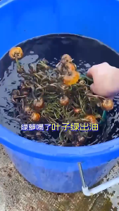 【SG Seller】❤️200g Soil Rejuvenating Agent❤️ Activated Treasure Potting Plant Flower Fertilizer Liquid Food Black Water