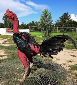 ไข่ไก่ชน ลูกดำเจาะเกราะ ยอดไก่เบอร์แข้ง รับประกันเชื้อ จัดส่งด่วน