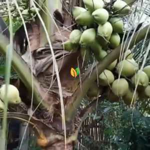 BIBIT KELAPA GENJAH ENTOK - KELAPA GENJAH ENTOG SUPER ORI - CKK