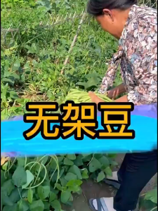 40seeds/pack -Pole Sitao Seeds - Sitao Long Seeds-A651