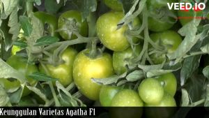 Benih Bibit Tomat Buah Super Besar AGATHA F1 150 Biji Cap Panah Merah