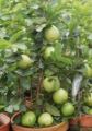 Guapple Fruit tree Hybrid Seedlings High Yield/Red Guava. 
