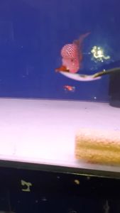 Cám Viên Thức Ăn Cá La Hán Hỗ Trợ Lên Đầu Tăng Màu Sáng Châu KING MASTER 45% ĐẠM