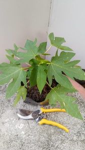 ต้นมะละกอ เตี้ยกลางดง ส่งพร้อมถุง 5.5นิ้ว แก้วกลางดง ต้นมะละกอ มะละกอเตี้ย