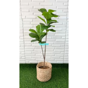 Pohon Artificial Tanaman Hias Ketapang X2 T100 Latex Cover Pot Eceng Gondok Dekorasi Apartemen Pajangan Sudut Rumah