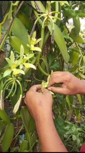 Pupuk Vanili organik  Pupuk booster penyubur pelebat tanaman vanili