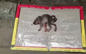 Arrow Efficient Non-Toxic Sticky Glue Trap Artifact: A Comprehensive Guide