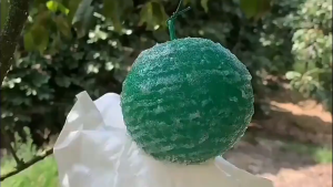 ช้ง่ายสุดๆ!ลูกบอลล่อดักแมลง กาวกับดักแมลงวัน ผึ้งผลไม้ แบบเหนียว สองสี สำหรับสวนผลไม้