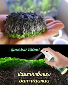 ซีดเมล็ดและพืชพรรณ 100มล สเปรย์ฉีด FLAVOR AQUA ช่วยปลูกรากแข็งแรงยึดเกาะดินแน่น ราคาที่น่าสนใจ