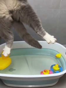 [PTW ] 500ml set Cat Bath Sham Antibacterial Mite Removal Itch Relief Tail Oil Control Kitten Shampoo