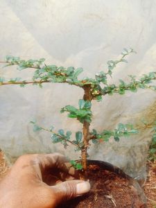 bibit Hokiantea mikro buah / arcia